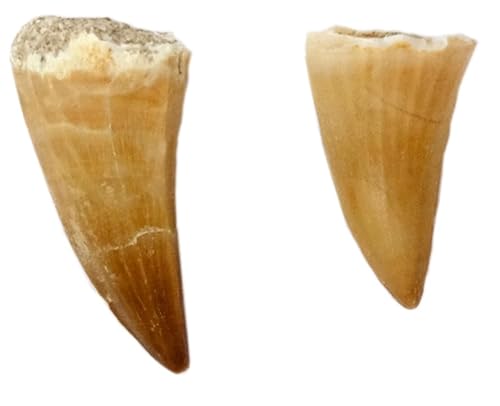 Kaltner Präsente Geschenkidee - Versteinerte Urzeit Fossilien: unbehandelte naturbelassene Fossile Hai Urzeithai Mosasaurus Zähne XL/Dinosaurierzahn/Mosasauruszahn (2er Set) von Kaltner Präsente