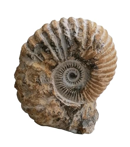 Kaltner Präsente Geschenkidee - Versteinerte Urzeit Fossilien: unbehandelte naturbelassener Ammonit Calycoceras sp. aus Marokko/Lehrmaterialien Fossilien (Höhe 13-15 cm) von Kaltner Präsente