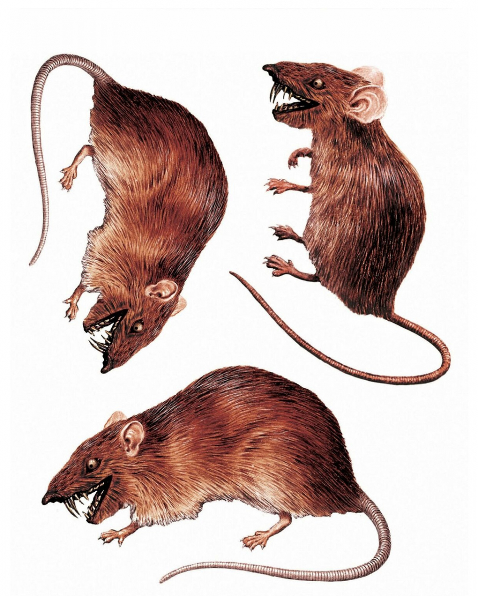 3D Ratten Fenster Sticker Halloween Deko 3D Ratten Fenster Sticker Halloween Deko von Karneval Universe