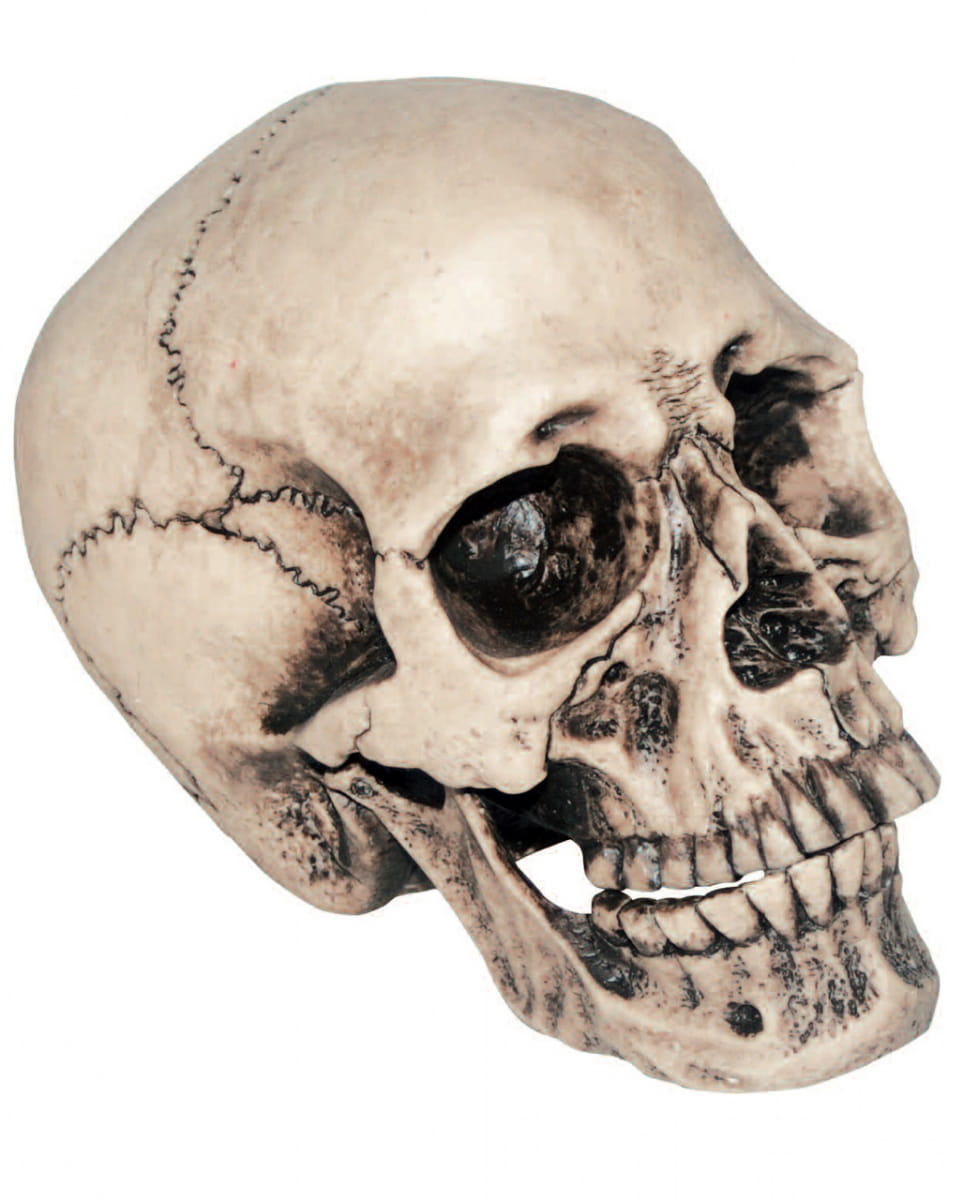 Anthropo Totenkopf als Halloween Dekoration von Karneval Universe
