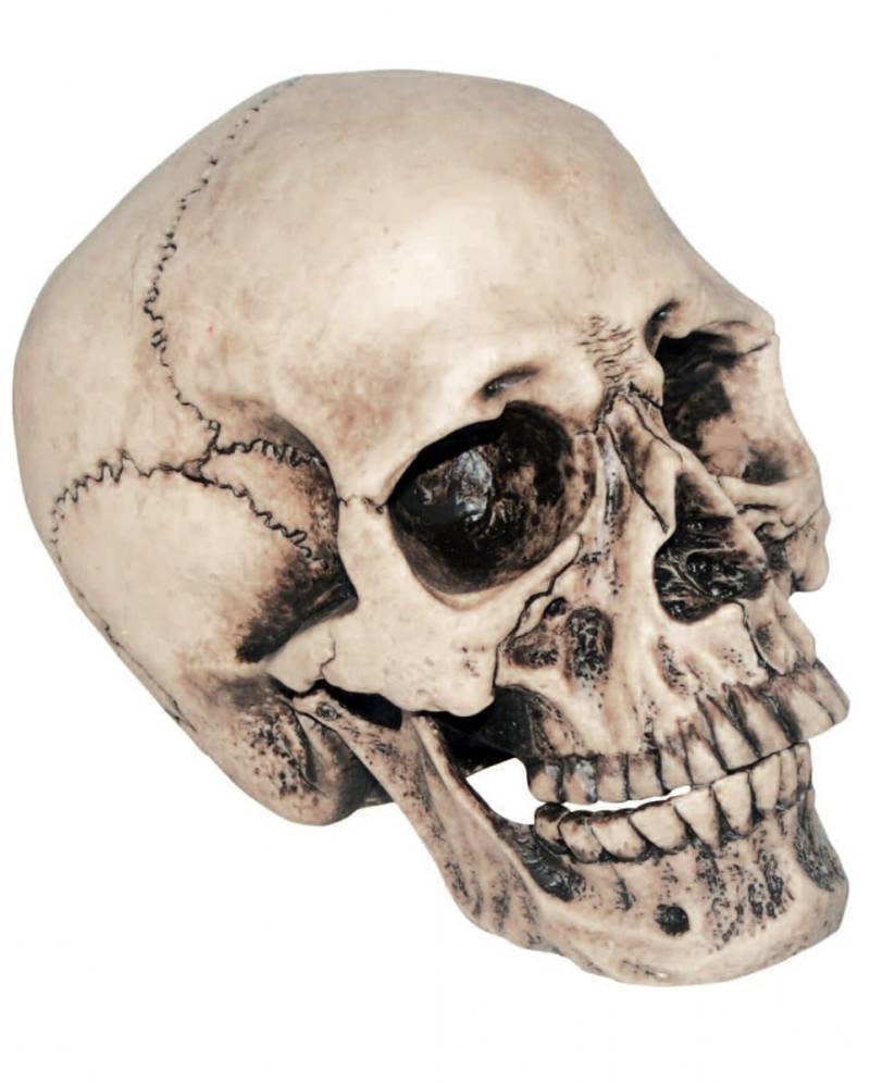 Anthropo Totenkopf als Halloween Dekoration von Karneval Universe