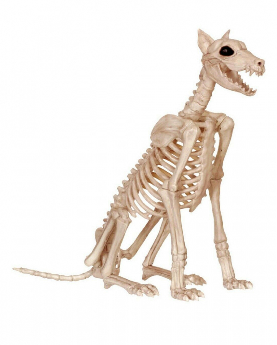 Dobermann Skelett ? von Karneval Universe