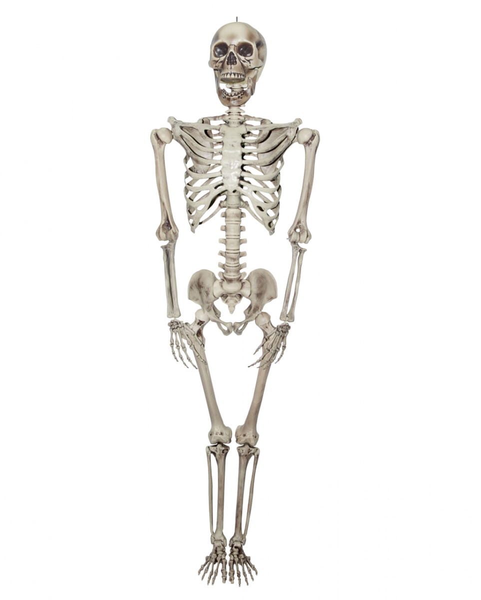 Lebensgroßes Skelett 200 cm ➤ kaufen von Karneval Universe