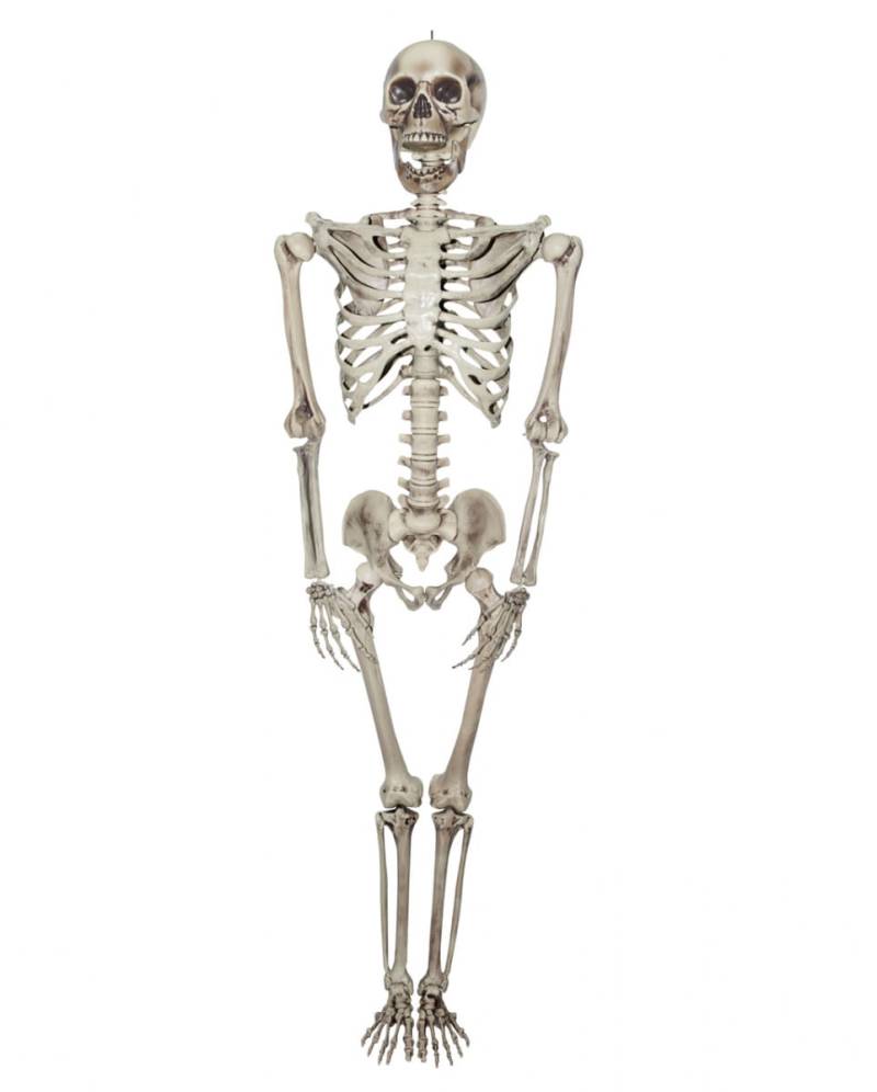 Lebensgroßes Skelett 200 cm ➤ kaufen von Karneval Universe