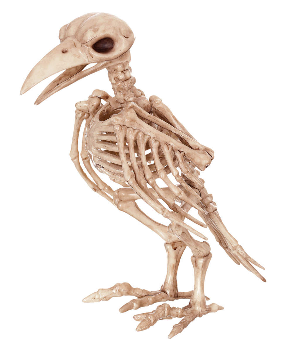 Raben Tierskelett für Halloween kaufen Raben Tierskelett für Halloween kaufen von Karneval Universe