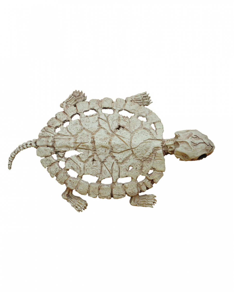 Schildkröten Skelett als Halloween Dekoration von Karneval Universe