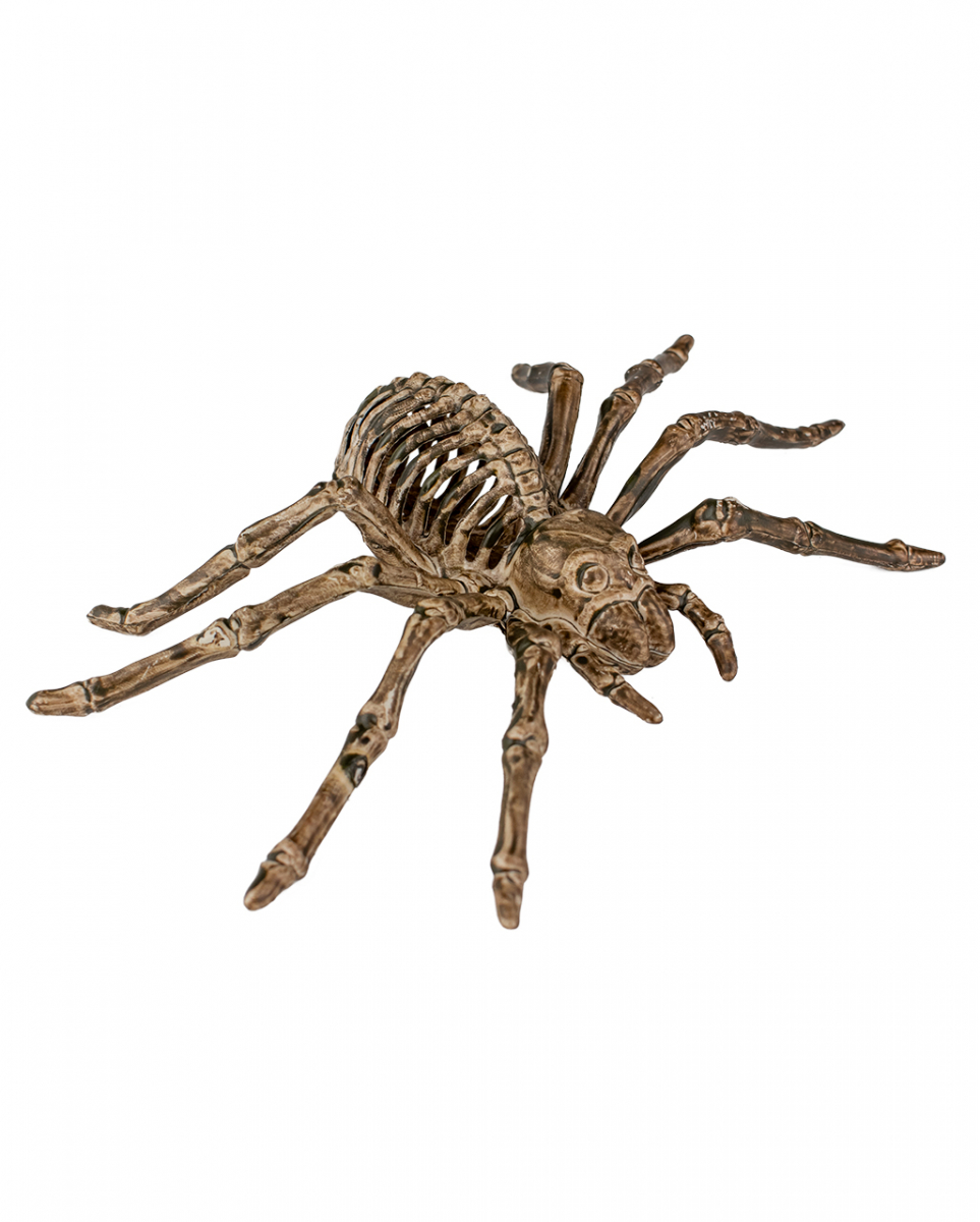 Spinnen Skelett 24cm für Halloween Spinnen Skelett 24cm für Halloween von Karneval Universe