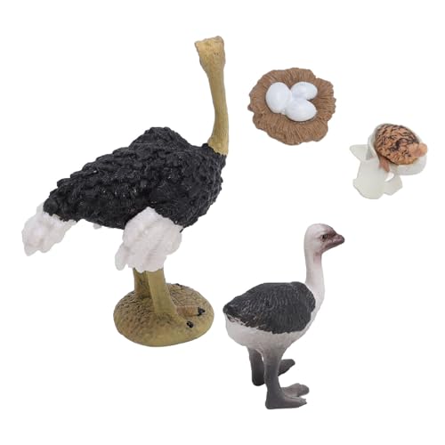 Keenso Realistic Strostrich Figure Spielzeug mit Tierlebenszyklus für, Pädagogische PVC -Strauß -Wachstumszyklus -Figur Spielzeug von Keenso