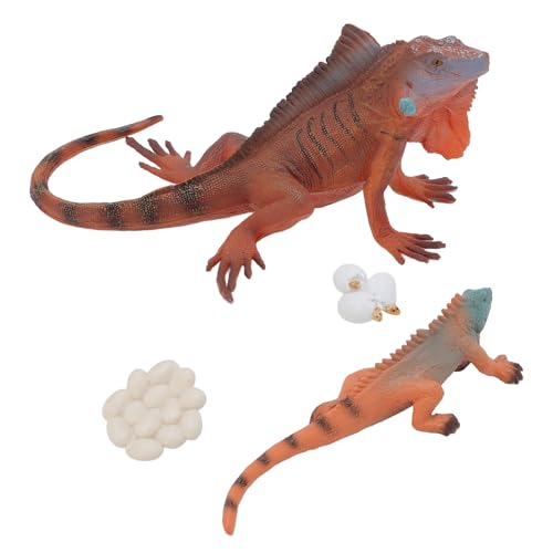 Leguan -Lebenszyklusmodellset, Iguanmodell Wachstum Lebensexikum PVC Plastikspielzeug Early Education Tierfiguren von Keenso