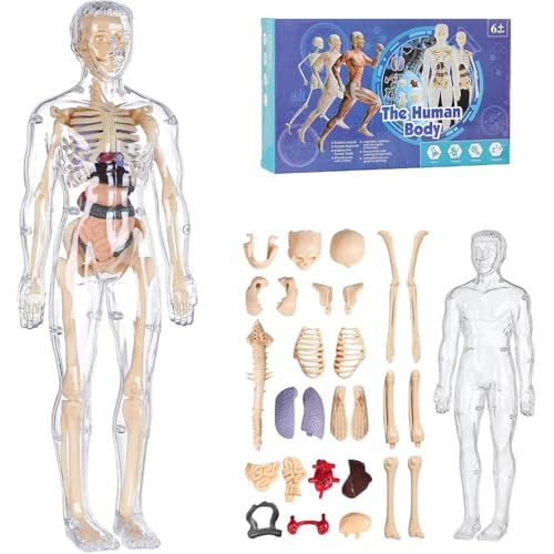 Clear Human Body Structure Model, 3D-Anatomie-Menschenmodell für Kinder, Anatomie Modell Menschlichen Körper, Anatomy Model Skeleton, Teaching Model Human Body, Menschliche Skelton Modell (B) von Keeplus