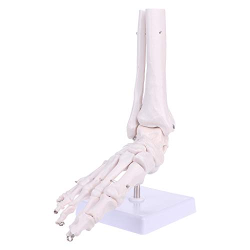 Anatomisches Skelettmodell in Lebensgröße, medizinisches Display, Lernwerkzeug, Lehrmodell, Flugzeug von Kelisdi