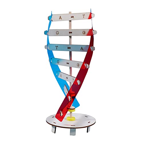 Menschliche Gene DNA Modell Doppelmodell Wissenschaft Pädagogisches Spielzeug Lehrinstrument Heimdekoration für Schüler Lehrer DNA-Modellierungs-Kits Doppel-Kits Gene von Kelisdi
