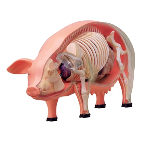 KiBcsLic 4D Schweine Seziermodell, Interaktives Lehr DIY Lernspielzeug für Kinder von KiBcsLic
