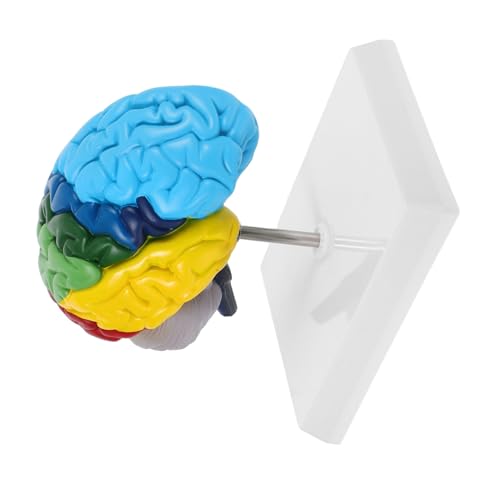 Detaillierte Darstellung Rechten Hemisphäre für Medizinische Ausbildung Langlebig Pflegeleicht für Naturwissenschaftlichen Unterricht Detaillierte Darstellung Rechten Hemisphäre für Medizinische Ausbildung Langlebig Pflegeleicht für Naturwissenschaftlichen Unterricht von Kichvoe