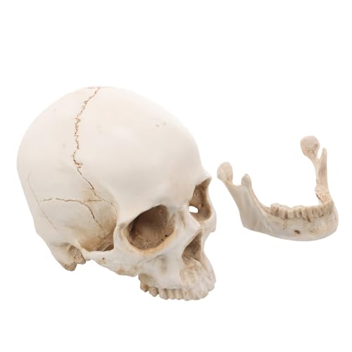 Kichvoe Realistisches Lernschädelmodell für Anatomieunterricht Detaillierte für Anatomische Studien Kichvoe Realistisches Lernschädelmodell für Anatomieunterricht Detaillierte für Anatomische Studien von Kichvoe
