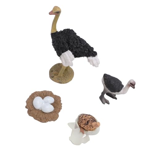 Kikumi NoennoStrich Life Cycle Figur PVC Realistic Strostrich Figur Spielzeugstierwachstumszyklus für von Kikumi