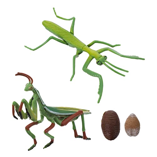 Kisangel 1 Satz Mantis Lebenszyklus Modell Realistisches Phasen Lernspielzeug für Pädagogisches Naturforschung für Vorschule und Homeschooling mit Lebensechten Figuren zur Veranschaulichung Kisangel 1 Satz Mantis Lebenszyklus Modell Realistisches Phasen Lernspielzeug für Pädagogisches Naturforschung für Vorschule und Homeschooling mit Lebensechten Figuren zur Veranschaulichung von Kisangel