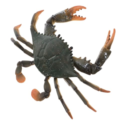 Kisangel 2 Stck Realistisches Krabbenmodell Lernspielzeug Kreative Meeresfigur Deko Pädagogisch für Kinderzimmer und Spielspaß von Kisangel