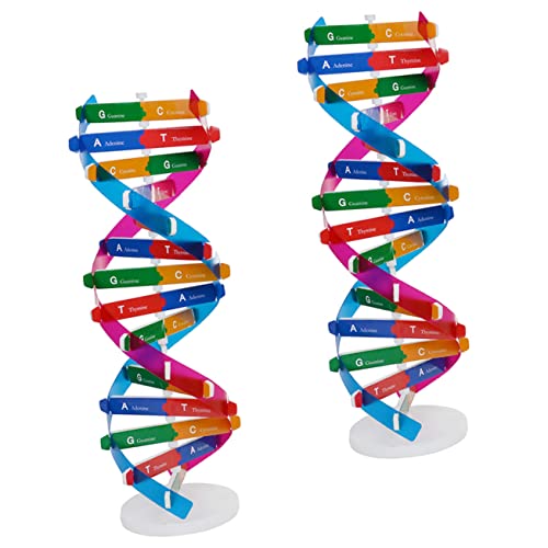 Kisangel 2 Stück DNA Doppelhelix Modell Bausatz Wissenschaftliches Lernspielzeug für Biologische Ausbildung Pädagogisches Lehrmittel für Schulunterricht und Experimente Selbstmontierbar Kisangel 2 Stück DNA Doppelhelix Modell Bausatz Wissenschaftliches Lernspielzeug für Biologische Ausbildung Pädagogisches Lehrmittel für Schulunterricht und Experimente Selbstmontierbar von Kisangel
