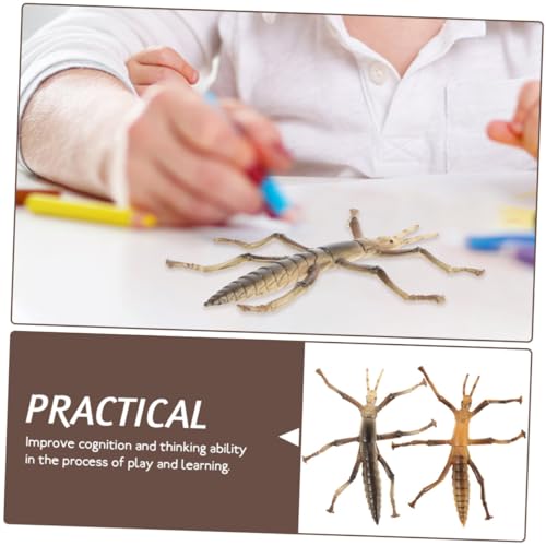 Kisangel 2 Stück Teiliges Realistischer Bambuszikaden aus Robustem Kunststoff Geruchsneutral und Bruchsicher Pädagogisches Insektenmodell für Naturforscher und Halloween Dekoration für von Kisangel