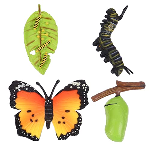 Kisangel Schmetterlings Wachstumsmodell 3 Stück Simulationsspielzeug für Kinder Evolutionsmodell zur Lebenszyklusdarstellung Pädagogisches Spielzeug Naturverständnis Fördern von Kisangel