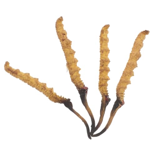 Kisangel 4 Stück Cordyceps -Modell Arztzubehör Arzt Rollenspiel Requisiten Modell der chinesischen Medizin Arztkoffer medizinische Spielzeugartikel Plastik Kisangel 4 Stück Cordyceps -Modell Arztzubehör Arzt Rollenspiel Requisiten Modell der chinesischen Medizin Arztkoffer medizinische Spielzeugartikel Plastik von Kisangel