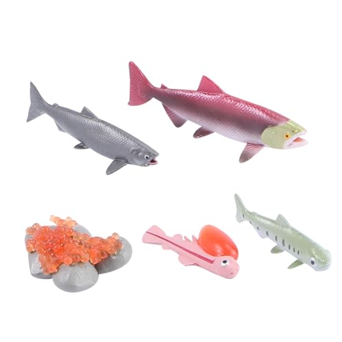 Kisangel 4 Stück Teiliges Lachsmodell Set für Kognitive Spielzeuge zur Frühen Bildung Realistische Tierfiguren für Aquarium Deko und Lernspielzeug Fördert die von Kisangel