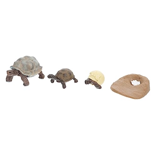 Kisangel 4 Stück Simulierte Schildkröten Lebenszyklus Figuren Pädagogisches Spielzeug für Kinder Schreibtischdekoration Gartendekoration und Schulprojekte von Kisangel
