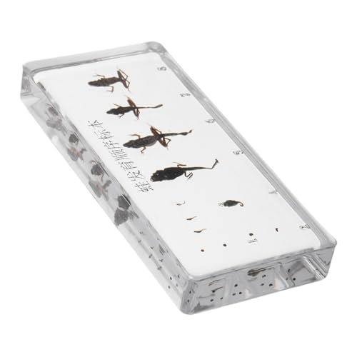 Kisangel Ausgestopfter Frosch Minifrösche Zum Verstecken Miniatur-tierfiguren Frösche Für Kleine Figuren Minifiguren Zum Verstecken Frosch Terrarium Mini-Frosch Acryl von Kisangel