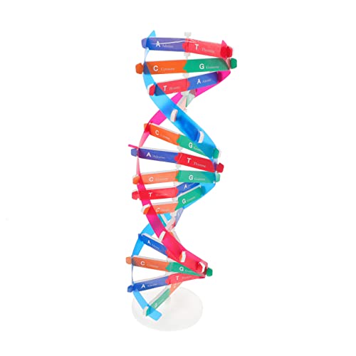 Kisangel Helix Modell DNA Modellbaukasten Wissenschaftliche Unterrichtshilfe Für Jugendliche Experimentierkasten Zur des Interesses von Kisangel