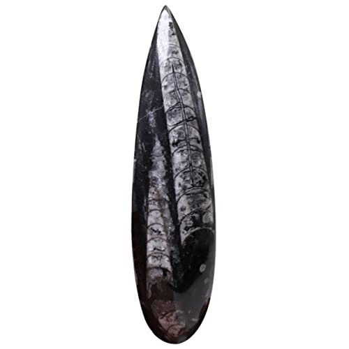 Kisangel Kreatives Orthoceras Exemplar für Ozeanische Tierkunde Lehrmaterial für Wissenschaft und Bildung für Unterricht Sammlungen und Dekorationen Natürliche und Sichere Materialien Kisangel Kreatives Orthoceras Exemplar für Ozeanische Tierkunde Lehrmaterial für Wissenschaft und Bildung für Unterricht Sammlungen und Dekorationen Natürliche und Sichere Materialien von Kisangel