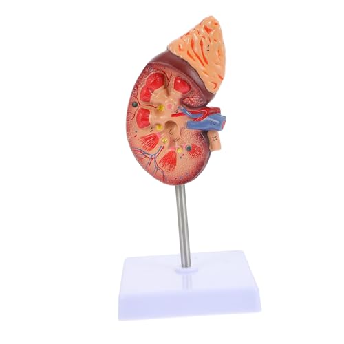 Kisangel Maßstab Demonstrationsmodell Mit Abnehmbaren Für Anatomische Studien Und Patientenschulungen Standfuß Für Einfache Betrachtung Kisangel Maßstab Demonstrationsmodell Mit Abnehmbaren Für Anatomische Studien Und Patientenschulungen Standfuß Für Einfache Betrachtung von Kisangel