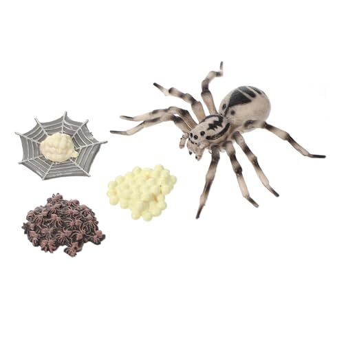 Kisangel Realistisches Tarantel Lebenszyklus Modell Kunststoff Figur Lernspielzeug für Bildung Insekten Simulation Kindergarten Wissenschaftsspielzeug Kisangel Realistisches Tarantel Lebenszyklus Modell Kunststoff Figur Lernspielzeug für Bildung Insekten Simulation Kindergarten Wissenschaftsspielzeug von Kisangel