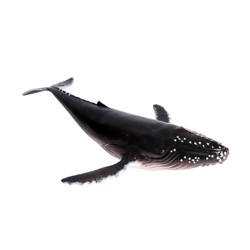 Kisangel Realistisches Walmodell Humpback Whale Figur aus Hochwertigem Kunststoff Lebensecht Gestaltetes Meereslebewesen Dekoratives für Zuhause Büro und Taucher Geschenke Geeignet Kisangel Realistisches Walmodell Humpback Whale Figur aus Hochwertigem Kunststoff Lebensecht Gestaltetes Meereslebewesen Dekoratives für Zuhause Büro und Taucher Geschenke Geeignet von Kisangel