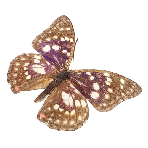 Kisangel Schmetterlings-Exemplar Gerahmter Schmetterling Schmetterlingspräparation Ausgestopfte Tiere Schmetterlingsdekor Kleine Schmetterlinge Zum Basteln Schmetterling Wandkunst von Kisangel
