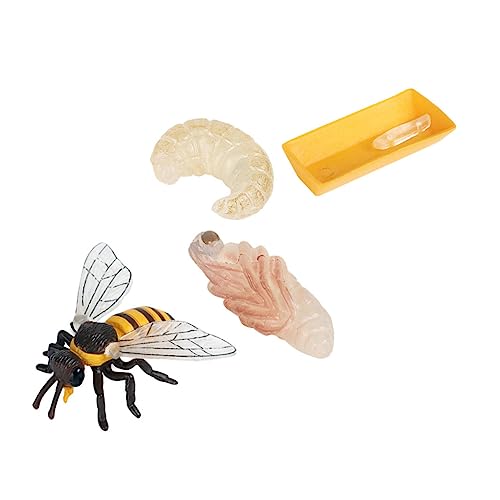 Kisangel Simulation Bienenwachstumszyklus Modell Pädagogisches Lernspielzeug Realistische Bienenentwicklung Kognitive Modelle für Naturverständnis und Spiel von Kisangel