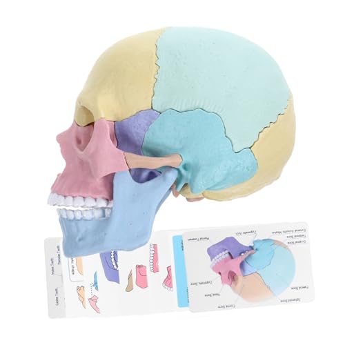 Kisangel Stem Menschlicher Schädelmodell Zerlegbar Lernmodell Realistische Darstellung Für Biologie Unterricht Kunst von Kisangel