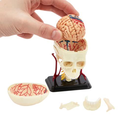 Human Anatomy Skull Model | 39 Teile Human Skull Puzzle | Perfekt für Anatomy Studie | Bauen Sie Ihr eigenes Anatomy Museum | Totenkopffigur Modell zum Lernen | Krankenschwester, Medizinstudent von Kits of Medicine