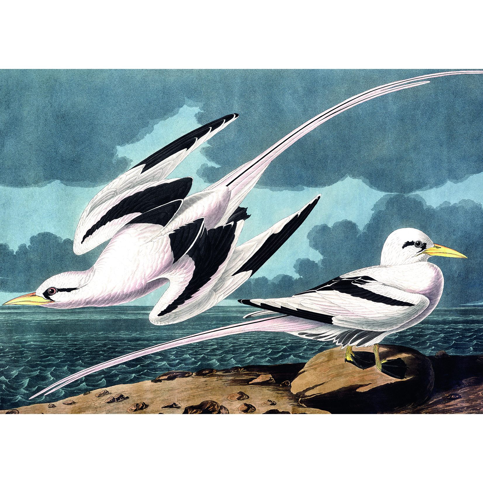 Kiub Möwen 1000 Teile Puzzle Kiub-90091 Kiub Möwen 1000 Teile Puzzle Kiub-90091 von Kiub