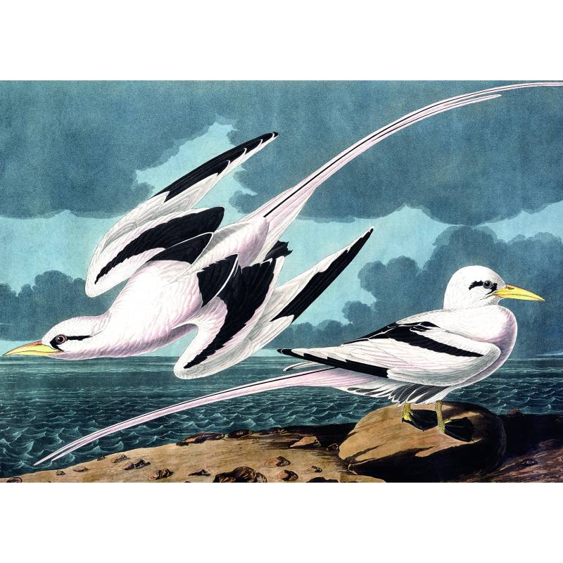 Kiub Möwen 1000 Teile Puzzle Kiub-90091 Kiub Möwen 1000 Teile Puzzle Kiub-90091 von Kiub