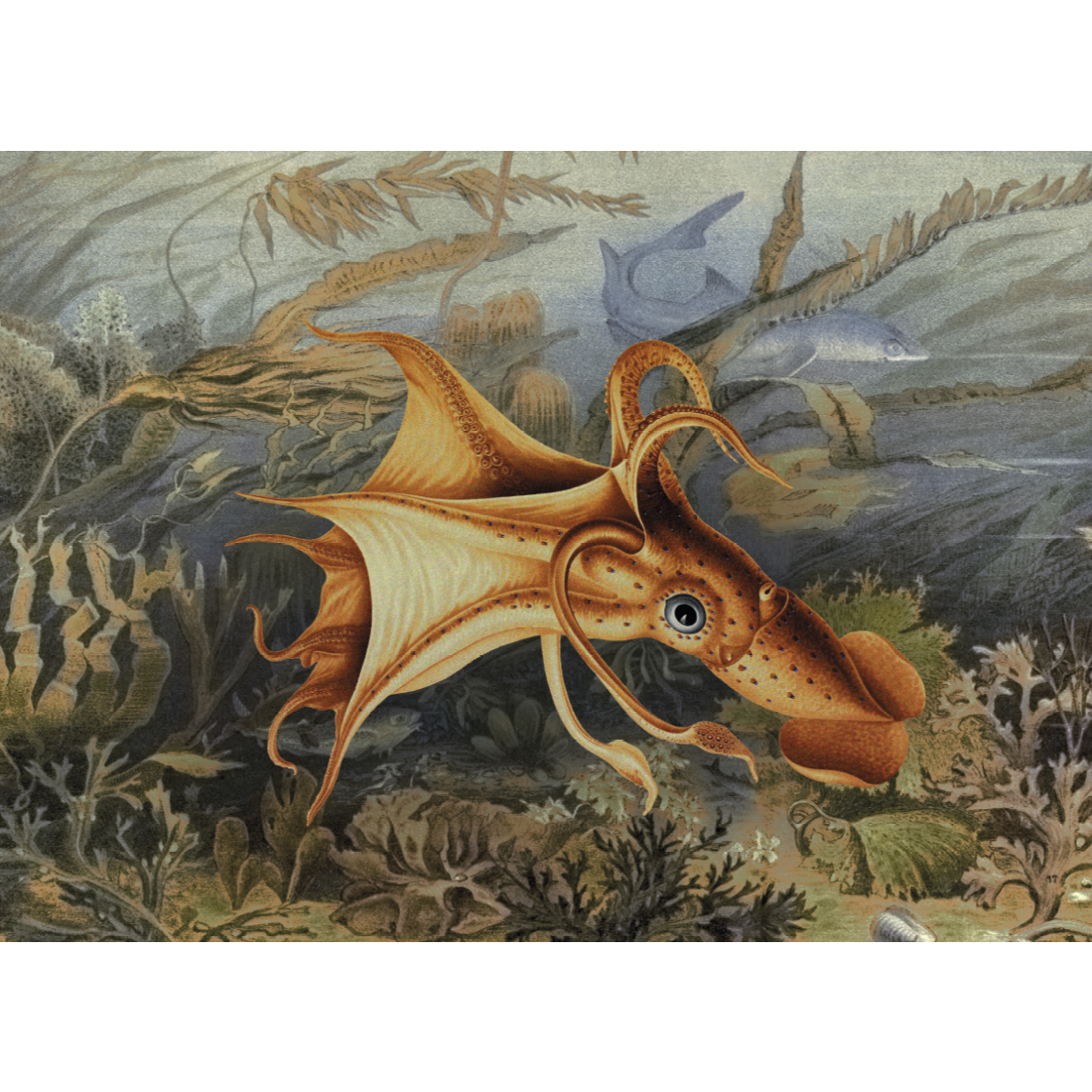 Kiub Oktopus 1000 Teile Puzzle Kiub-80302 Kiub Oktopus 1000 Teile Puzzle Kiub-80302 von Kiub