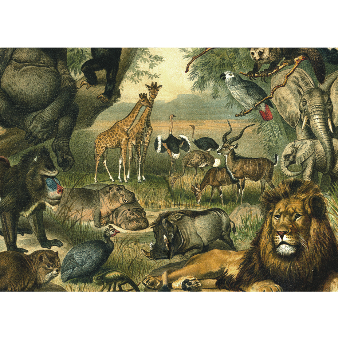 Kiub Tiere der Savanne 1000 Teile Puzzle Kiub-80301 Kiub Tiere der Savanne 1000 Teile Puzzle Kiub-80301 von Kiub
