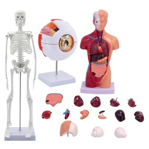Kleagary Menschlicher Körper, Skelett, Augapfel, halbe Größe Schädel mit Gehirnmodell, praktisches 3D-Modell, Lernwerkzeug für Schüler von Kleagary