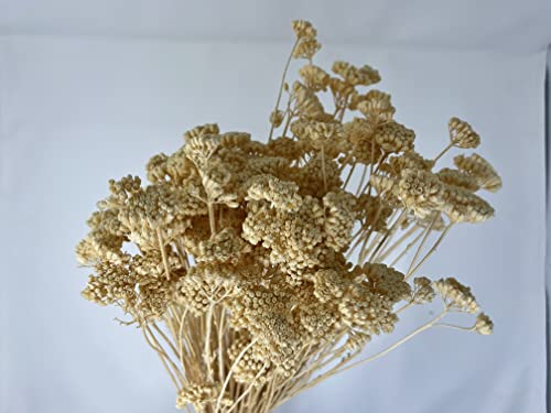 Schafgarbe/Achillea weiß/Gebleicht, ca. 100 gr.-Bündel, kleine Köpfe für Maßstäbe 1:200/500, Architektur, Modellbau, Basteln, Dioramen, Parker, Bäume, Sträucher, Landschaft, Wälder Schafgarbe/Achillea weiß/Gebleicht, ca. 100 gr.-Bündel, kleine Köpfe für Maßstäbe 1:200/500, Architektur, Modellbau, Basteln, Dioramen, Parker, Bäume, Sträucher, Landschaft, Wälder von Klein Tools