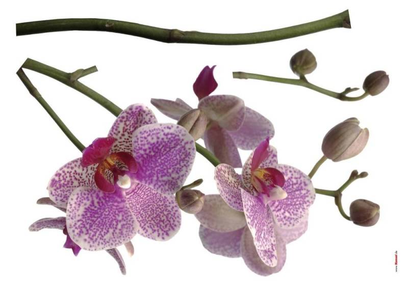 Deco-Sticker Orchidee von Komar