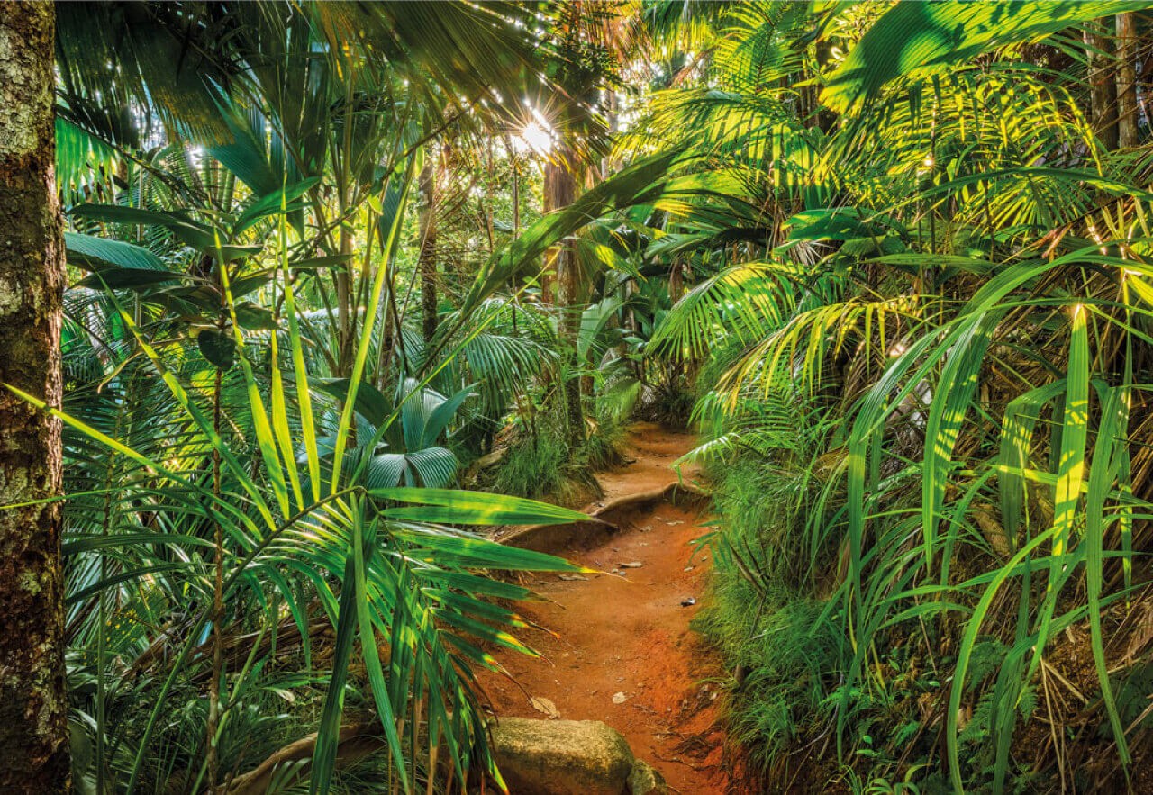 Fototapete Jungle Trail von Komar