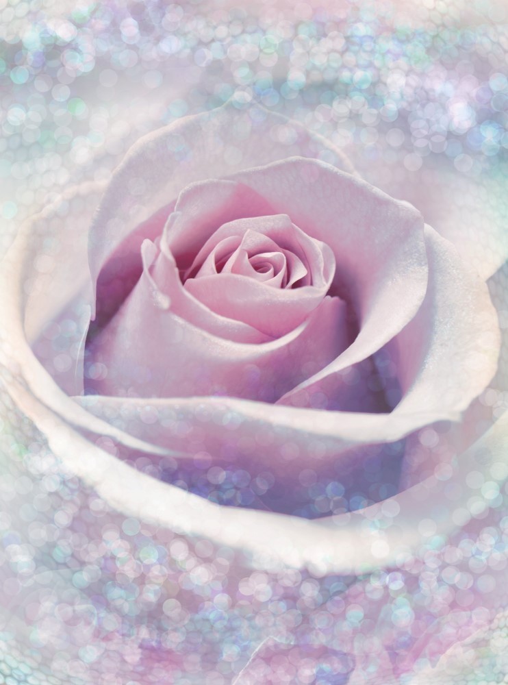 Vlies Fototapete Delicate Rose von Komar