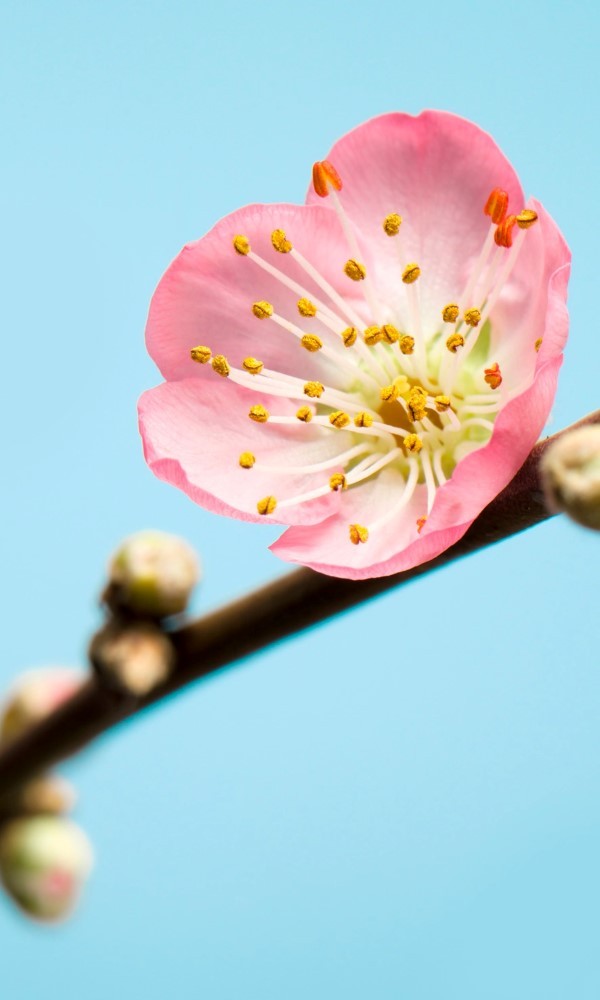 Vlies Fototapete Peach Blossom von Komar
