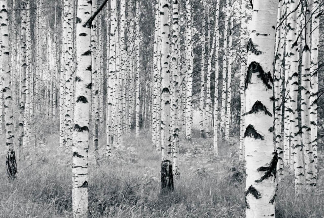 Vlies Fototapete Woods Version V8-724 Vlies Fototapete Woods Version V8-724 von Komar