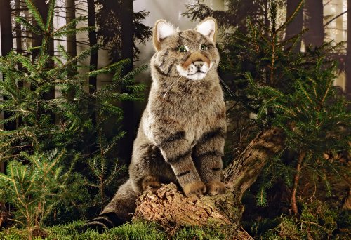 Kösen Wildkatze von Kosen